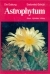 Sadovsky, O. & Schutz, B. - Astrophytum