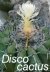 Buining, A.F.H. - Die Gattung Discocactus Pfeiffer